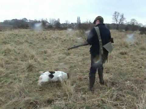 Caccia al Coniglio con Springer Spaniel