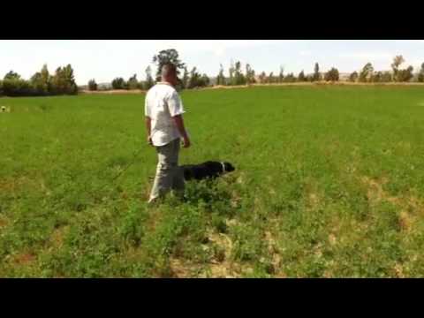 Cane da Caccia Kurzhaar in addestramento