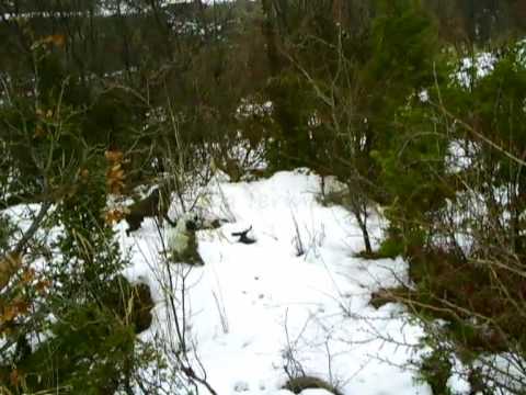 Cani da Caccia in azione