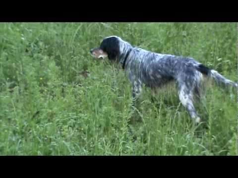 Setter in ferma su Quaglia selvatica