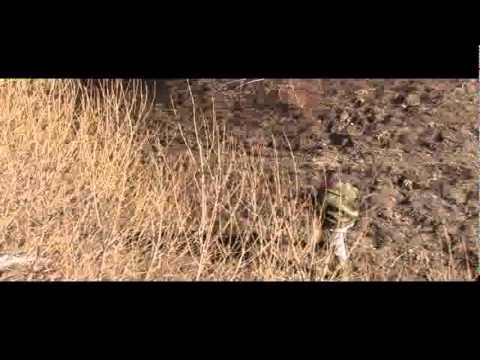 Caccia alla Beccaccia in Estonia