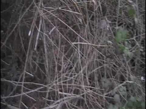 Cane in ferma su Beccaccia