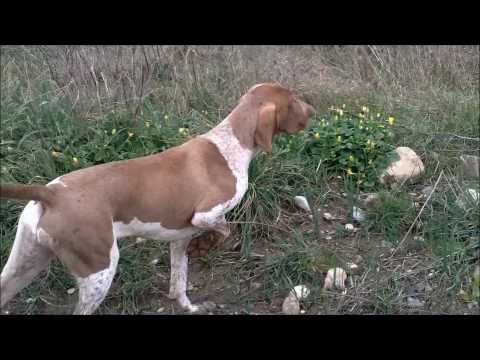 Bracco Italiano in Ferma su Fagiano