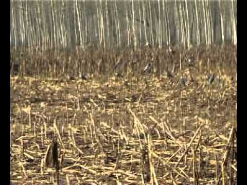 Caccia ai Colombacci