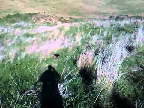 Caccia alla Lepre ad Enna