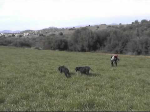 Caccia alla Quaglia in Grecia