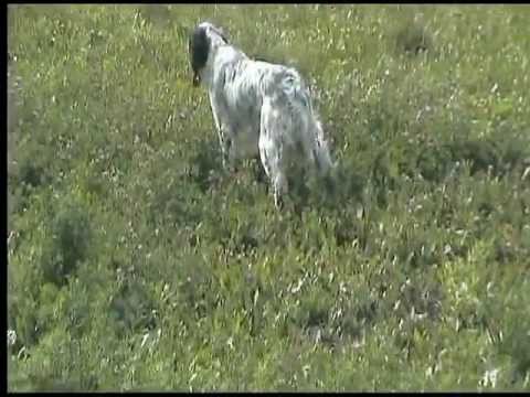 Cani da Caccia in Addestramento