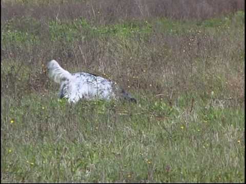Gara di Caccia di Sant\’Umberto..
