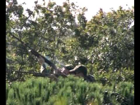 Caccia da Palco ai Colombacci