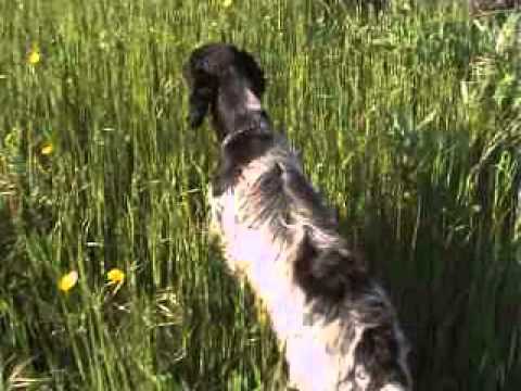 Setter in ferma su Fagiano