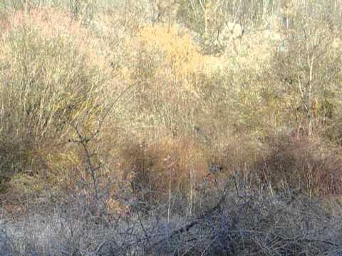 Beccaccia di ripasso