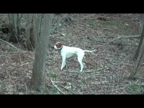 Caccia alla Beccaccia con Pointer