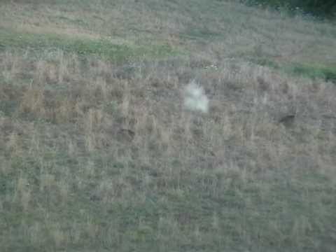 Tiro su Cinghiale con palla monolitica