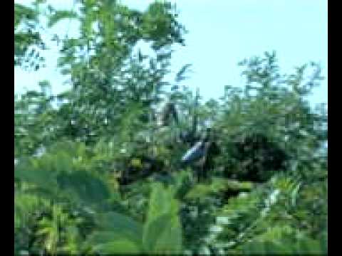 Caccia ai Colombacci da Capanno