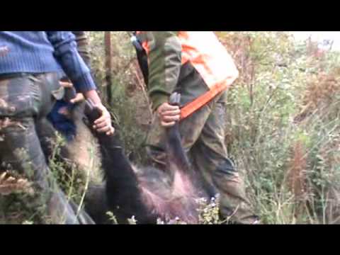 Caccia al Cinghiale 2010