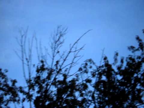 Caccia da appostamento fisso