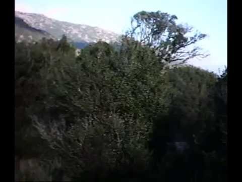 Beccacce di Sardegna