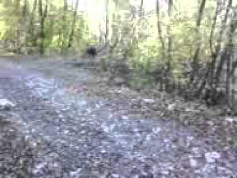 Caccia alla Lepre con Segugio