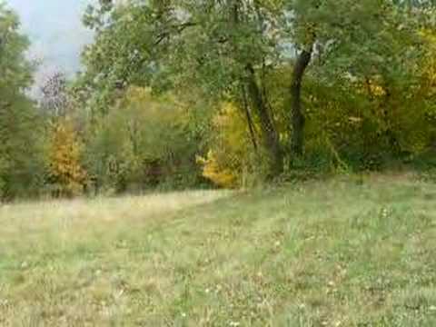 Cani da Caccia in seguita su Lepre