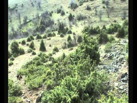 Caccia alla Lepre con segugi