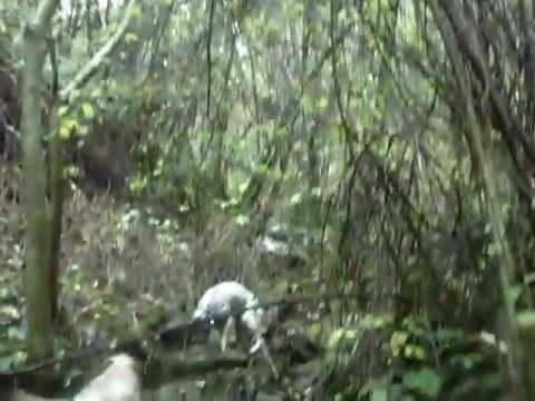 Caccia alla Beccaccia