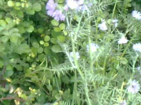 Caccia al Coniglio con Segugio