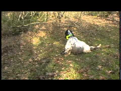 Caccia alla Beccaccia all\’estero