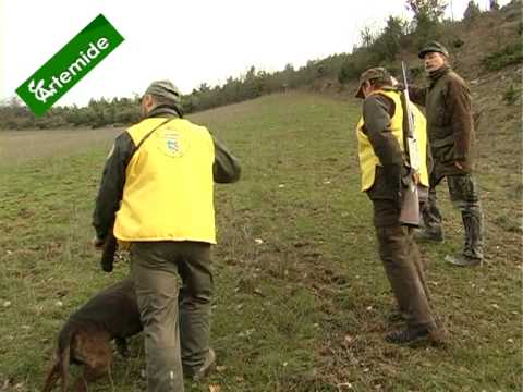 Caccia di Selezione e Selecontrollori – Il Capriolo