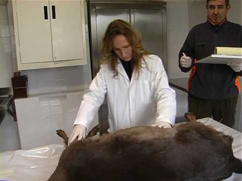 Caccia di selezione al Capriolo