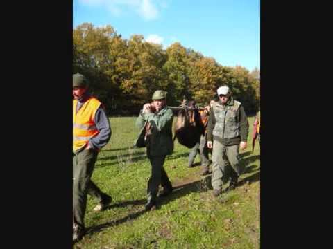 Caccia al Cinghiale