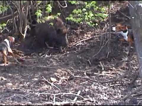 Segugi Serbi su Cinghiale. La Braccata.