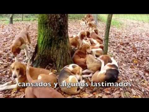 Caccia Inglese – Video di Caccia all\’inglese