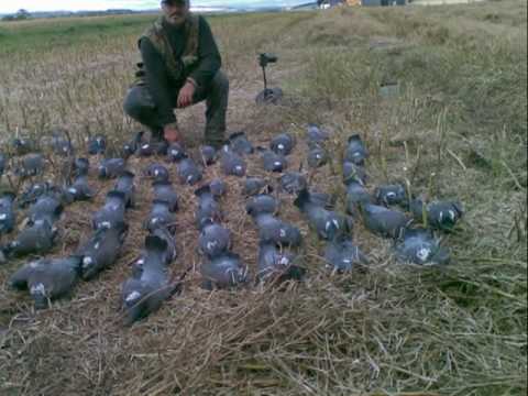 Caccia ai Colombacci, Video di Caccia al Colombaccio