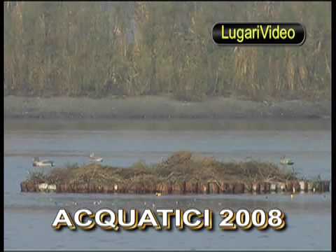 Acquatici 2008 – La Caccia in Video di G. Lugari
