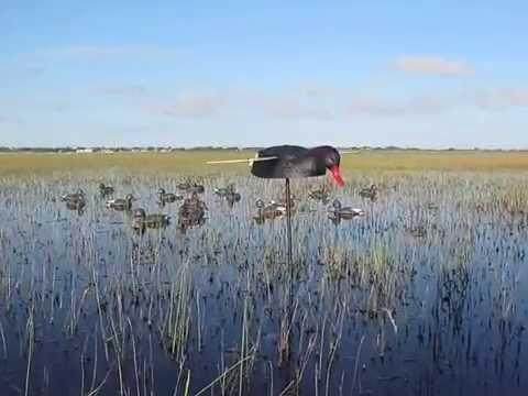 Caccia alle Anatre – Argentina Wild Shooting