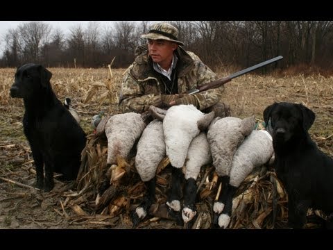 Caccia alle Oche selvatiche