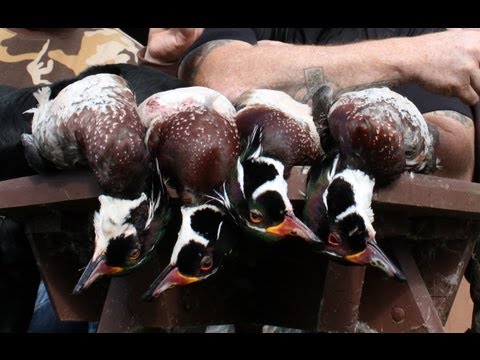 Caccia alle Anatre in Canada