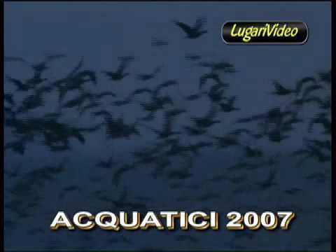 Acquatici, la Caccia in Video secondo Lugari..
