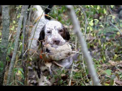 Caccia alla Beccaccia