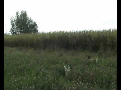 Caccia alle Starne in Polonia