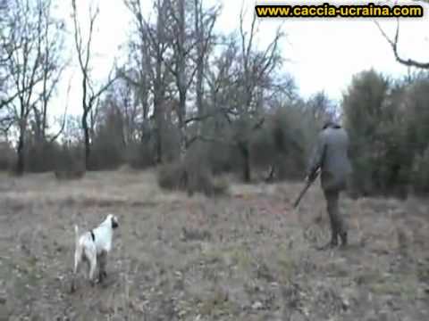 Caccia alla Beccaccia in Crimea