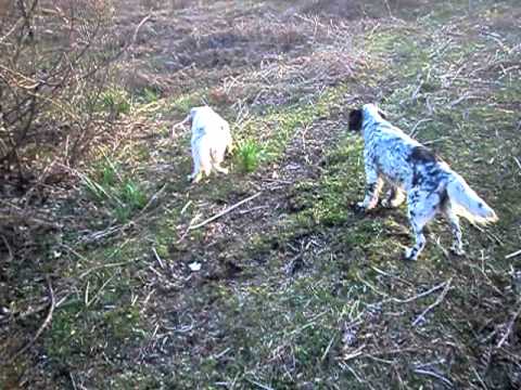 Caccia alle quaglie con 2 setter in ferma