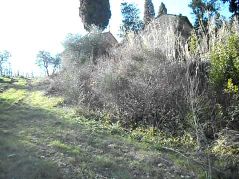 Springer Spaniel in ferma su Fagiano