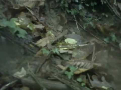 Caccia alla Beccaccia