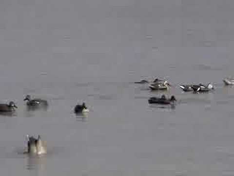 Caccia alle Anatre con Drahthaar