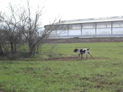 Drahtaar in addestramento