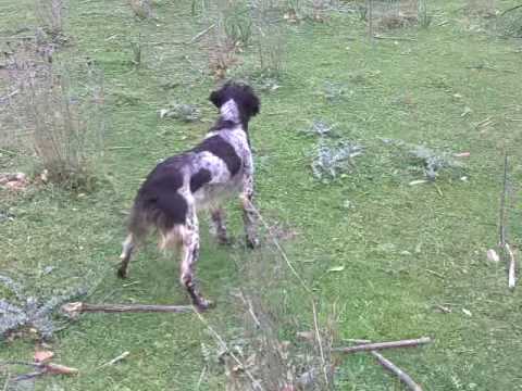 Espagneul Breton in addestramento