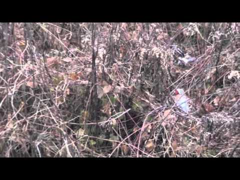 Caccia al Fagiano con Espagneul Breton