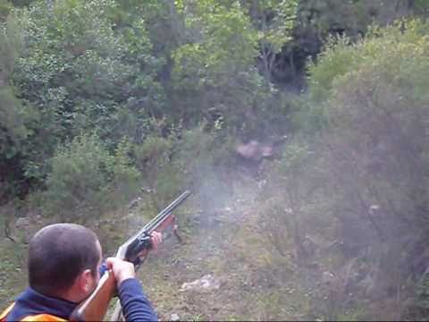 Caccia al Cinghiale