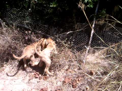 Segugi in addestramento